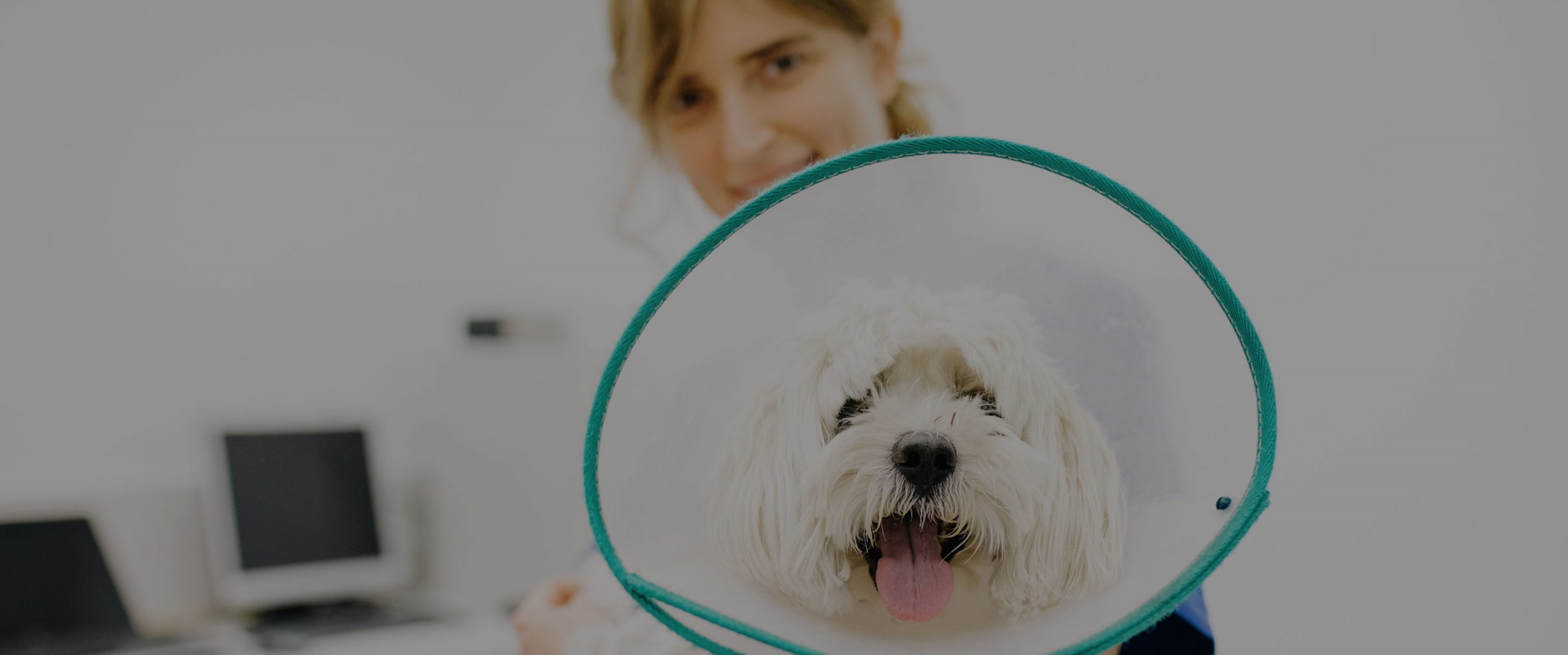 Veterinary Technician Job Baltimore, MD EverVet Partners